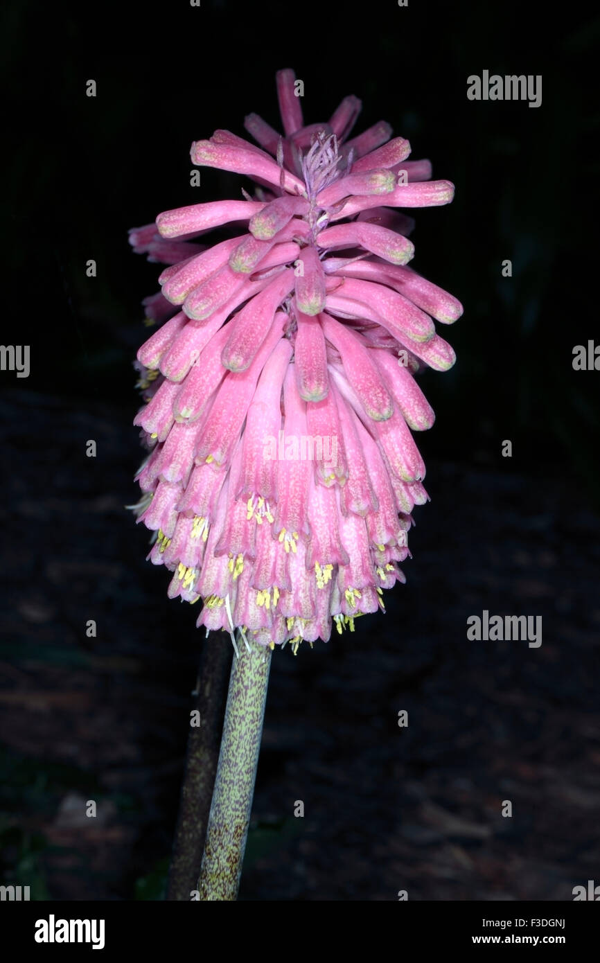 Close-up of flower head of Forest Lily/ Sand Onion/ Winter Red Hot Poker- Veltheimia bracteata- Family Hyancinthaceae Stock Photo