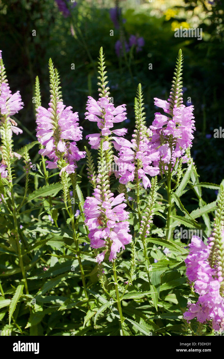 Obedient plant, AKA Obedience, False Dragonhead (Physostegia virginiana) - USA Stock Photo