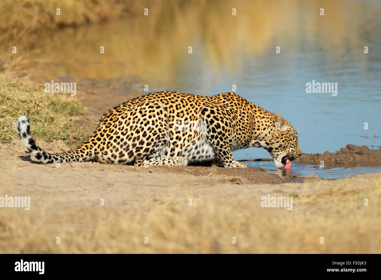 Leopard (Panthera pardus) drinking at waterhole, Sabie-Sand nature reserve, South Africa Stock Photo