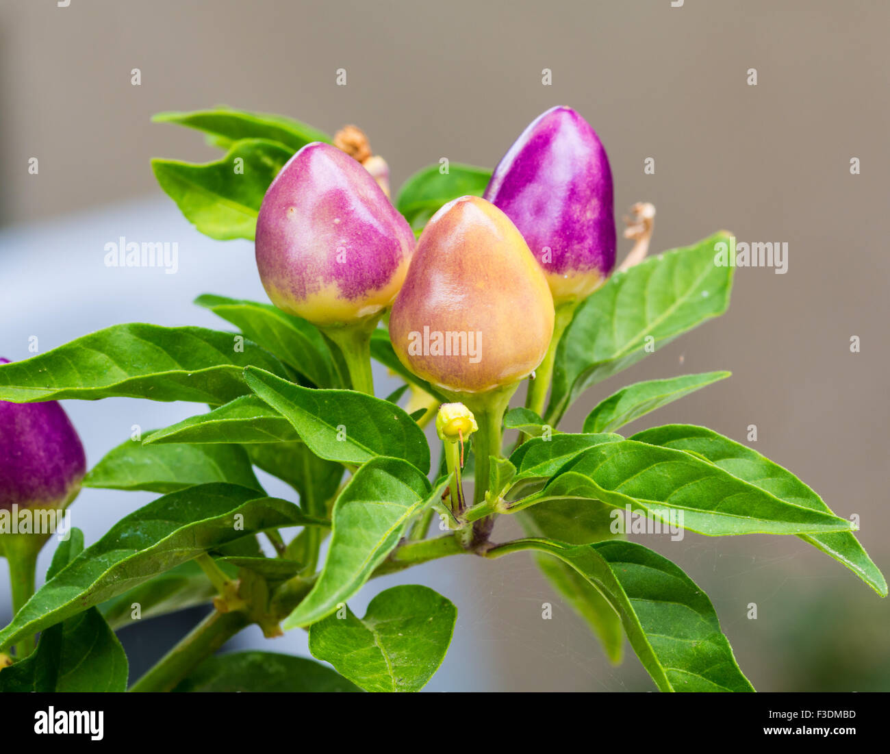 Chili of various colors grown in pots Stock Photo - Alamy