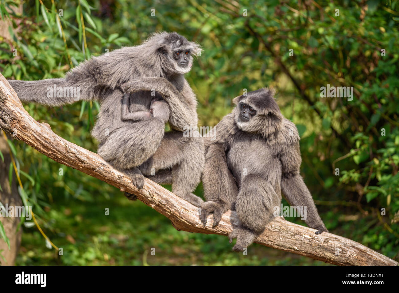 Family of silvery gibbons (Hylobates moloch) with a newborn. The silvery gibbon ranks among the most threatened species. Stock Photo
