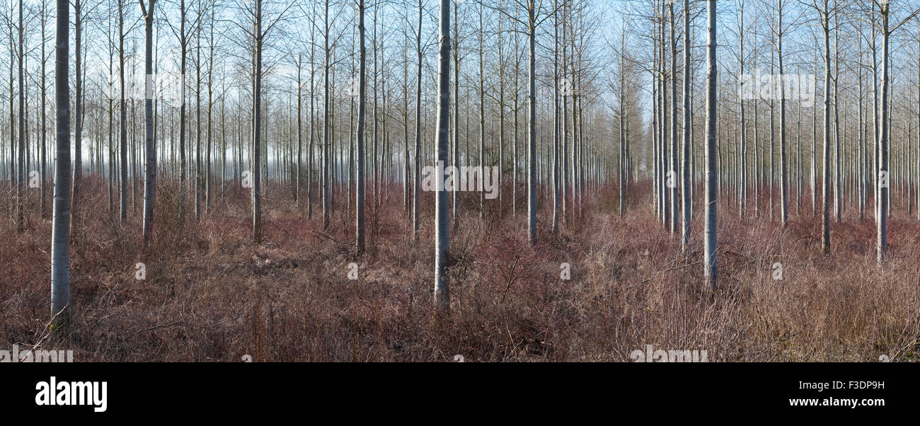 Birch tree forest hi-res stock photography and images - Alamy