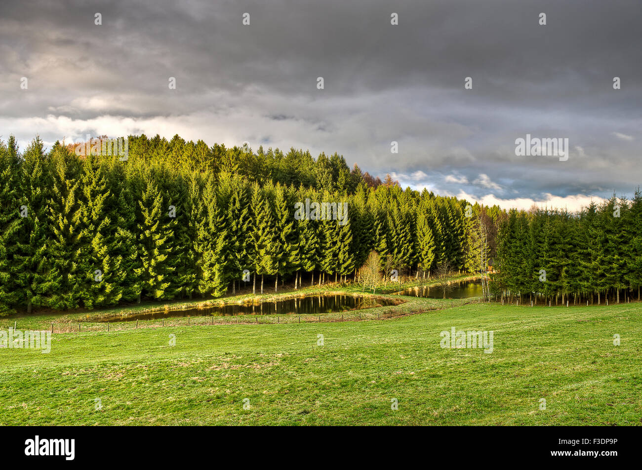 Last sunbeams after a rainy day over spruce forests and ponds in the Belgian Ardennes Stock Photo