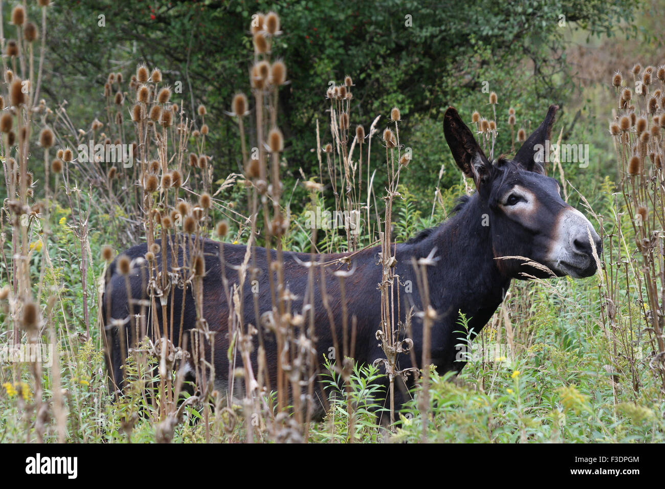 Donkey (Asinus sp.) amongst wild teasels (Dipsacus fullonum), southern Hungary Stock Photo