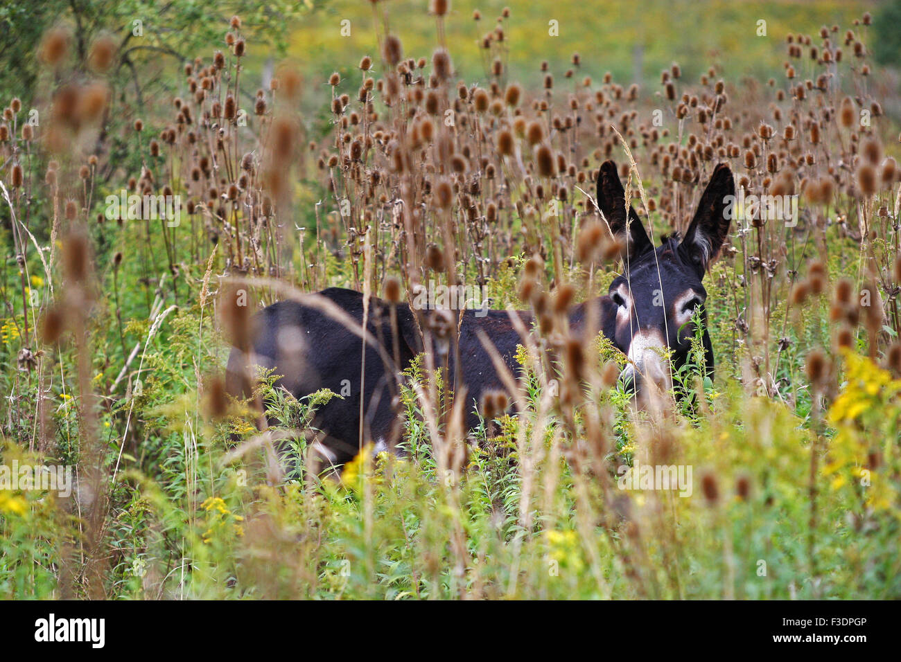 Hungarian Parlag donkey (Equus asinus asinus) amongst wild teasels (Dipsacus fullonum), southern Hungary Stock Photo