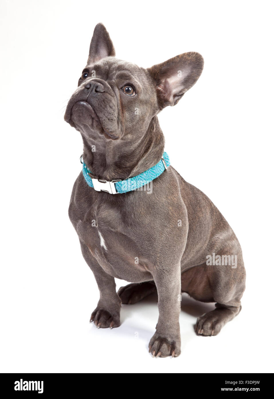 French Bulldog with Blue collar Stock Photo