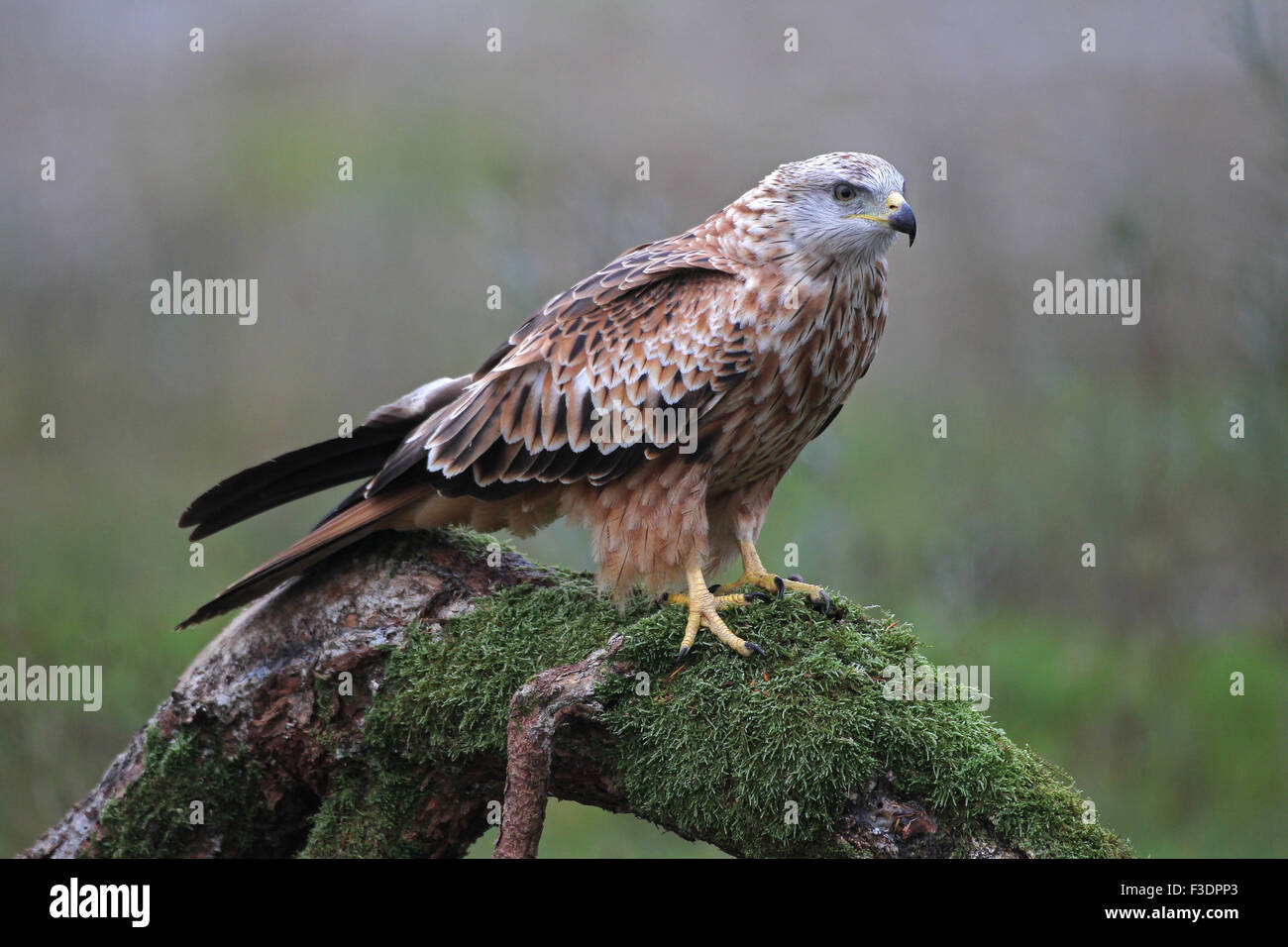 Red kite (Milvus milvus) sitting on old tree trunk, Allgaeu, Bavaria, Germany Stock Photo