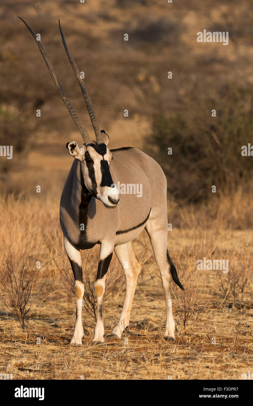 East African oryx or beisa (Oryx beisa), Samburu National Reserve, Kenya, East Africa Stock Photo