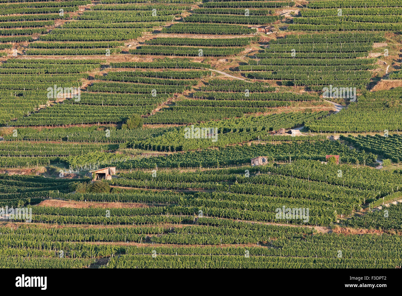 Wachau vineyards in Spitzer Graben, Grüner Veltliner, Spitz, Wachau, Waldviertel, Lower Austria, Austria Stock Photo
