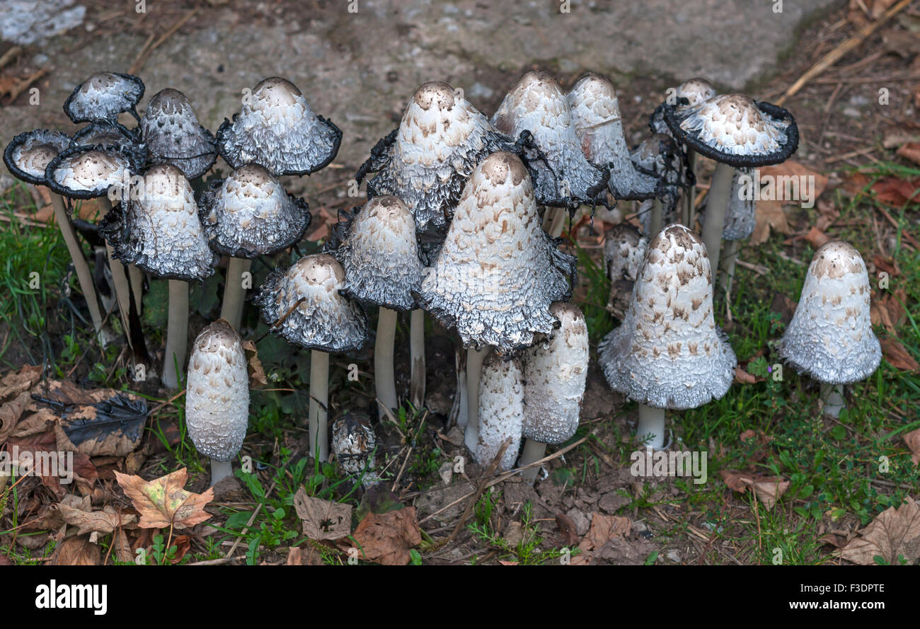 Shaggy ink caps, also lawyer's wigs or shaggy manes (Coprinus comatus) decaying, Bavaria, Germany Stock Photo