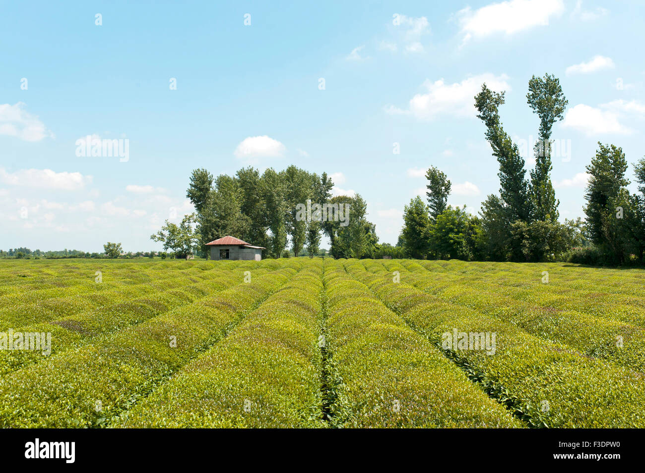 Tea plantation (Camellia sinensis), Fuman, Fouman, Gilan Province, Iran