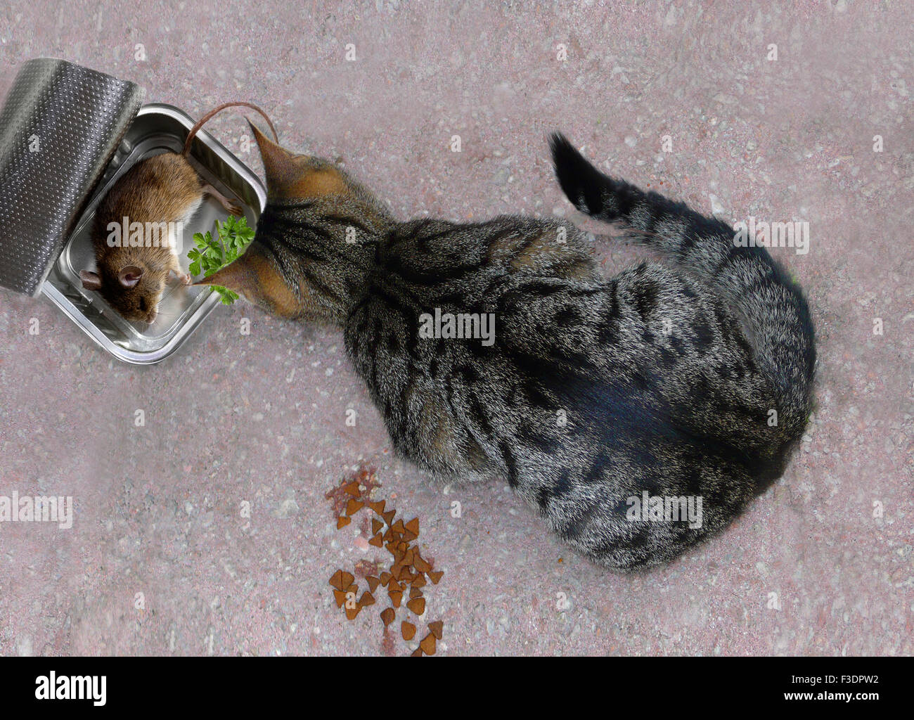 Cat sitting in front of dead mouse, cat food, Germany Stock Photo Alamy
