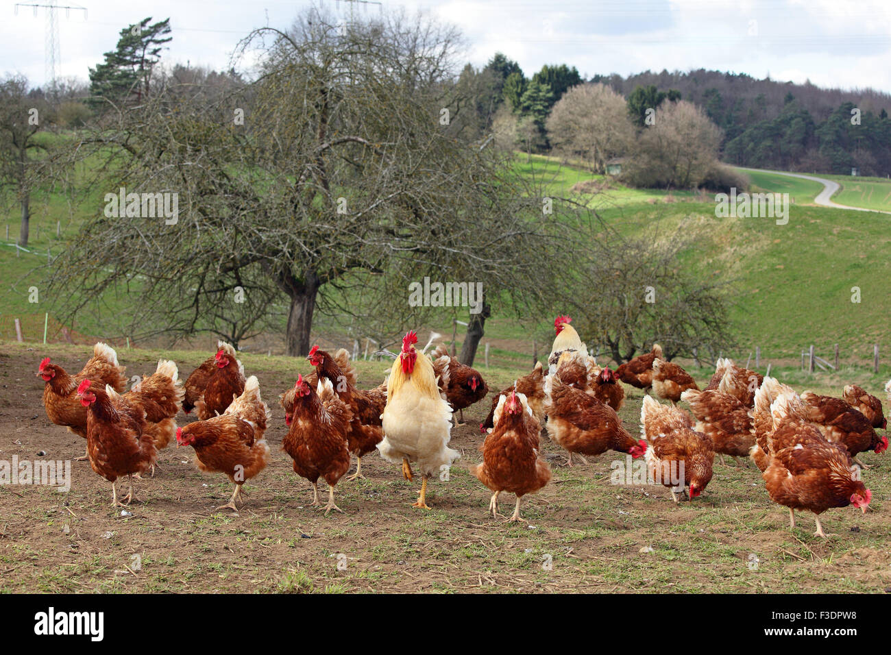 Free-range chickens with outlet in meadow, Hesse, Germany Stock Photo