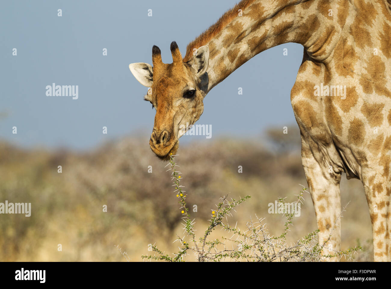South African giraffe (Giraffa camelopardalis giraffa) female, feeding on yellow flowers and leaves of acacia nebrownii (Acacia Stock Photo
