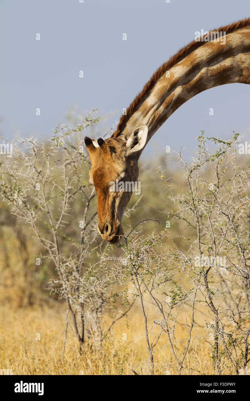 South African giraffe (Giraffa camelopardalis giraffa) female feeding on acacia nebrownii (Acacia nebrownii) Stock Photo