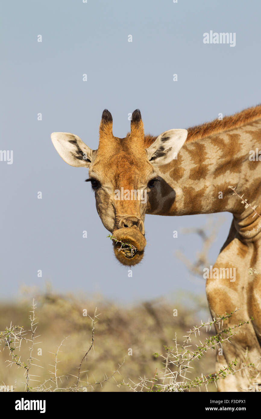 South African giraffe (Giraffa camelopardalis giraffa) female feeding on acacia nebrownii (Acacia nebrownii) Stock Photo