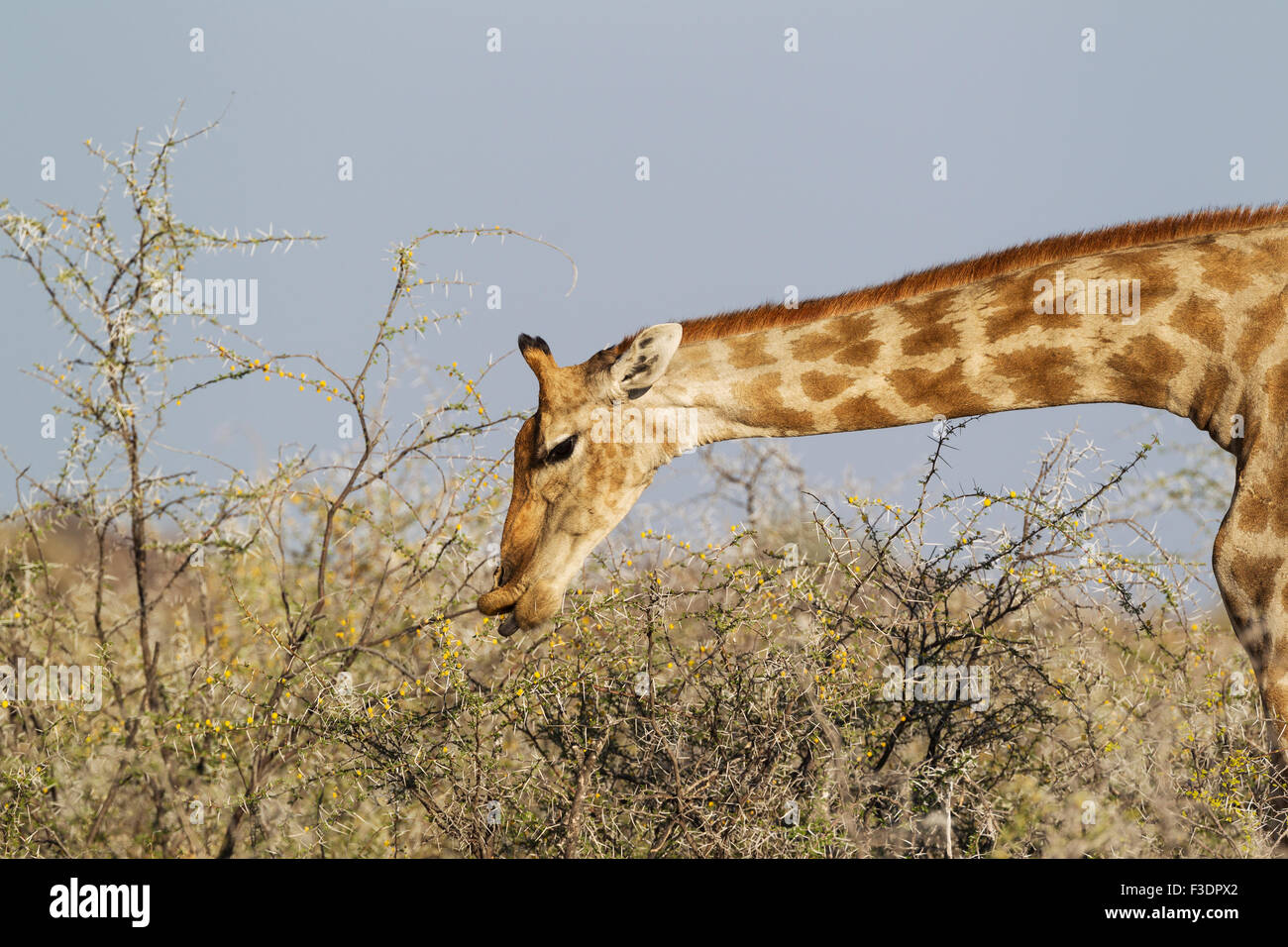 South African giraffe (Giraffa camelopardalis giraffa) female, feeding on yellow flowers and leaves of acacia nebrownii (Acacia Stock Photo