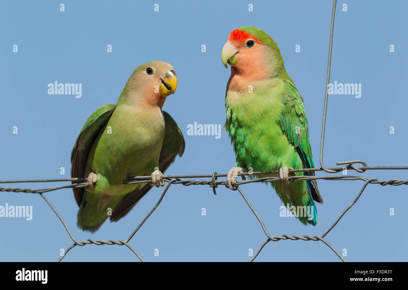 Here are the birds from the question below : r/Lovebirds