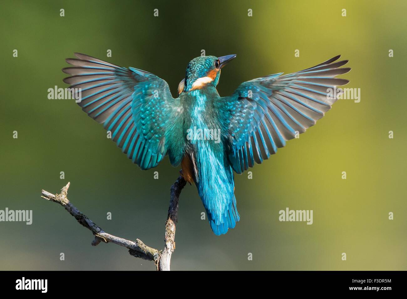Common kingfisher (Alcedo atthis), approaching a branch, wings spread, Hesse, Germany Stock Photo
