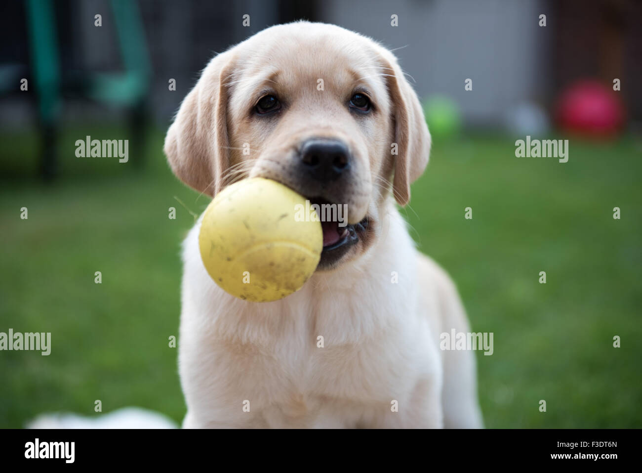Extreme Close up of happy Labrador puppy with Ball Stock Photo