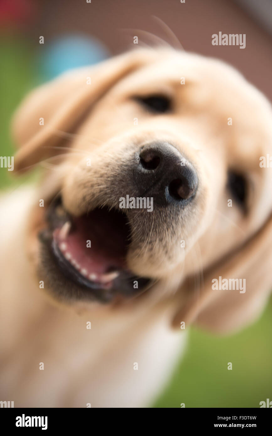 Extreme Close up of happy Labrador puppy Stock Photo
