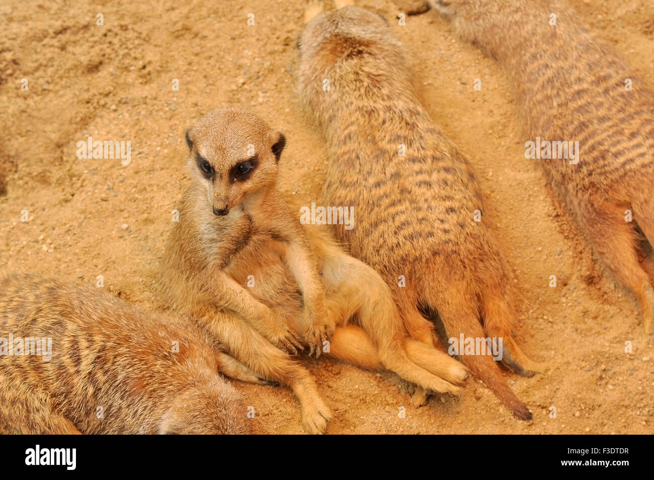 Relaxed sitting Meerkat - Suricatta suricates Stock Photo
