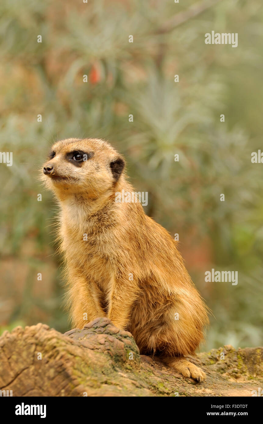 Watchful Meerkat on duty - Suricatta suricates Stock Photo
