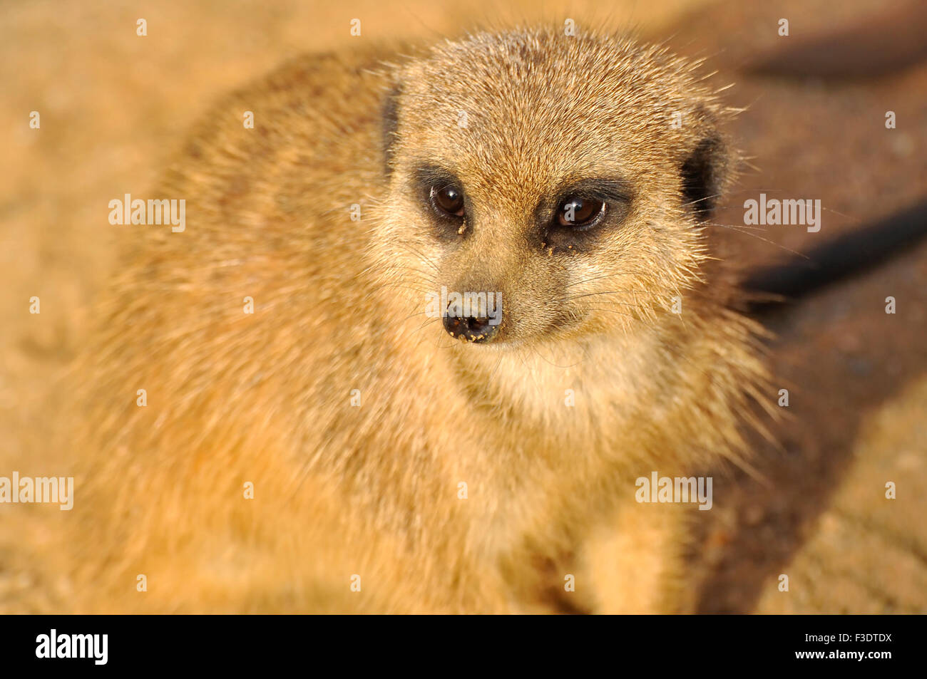 Young Meerkat - Suricatta suricates Stock Photo