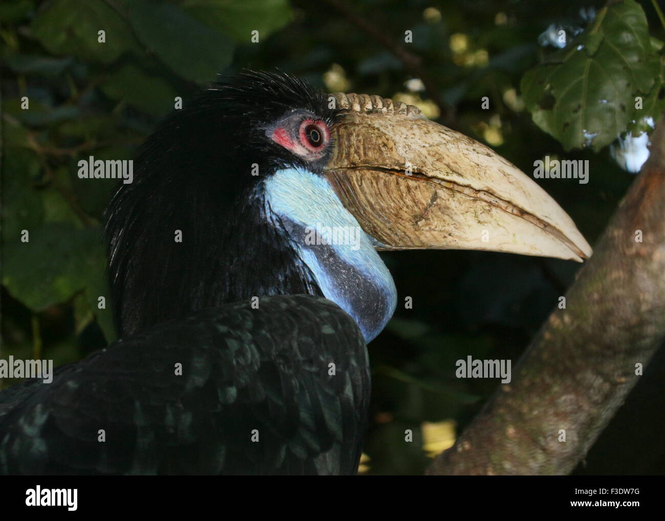 Female East Asian Wreathed hornbill or Bar Pouched wreathed hornbil (Rhyticeros undulatus, Aceros undulatus) Stock Photo