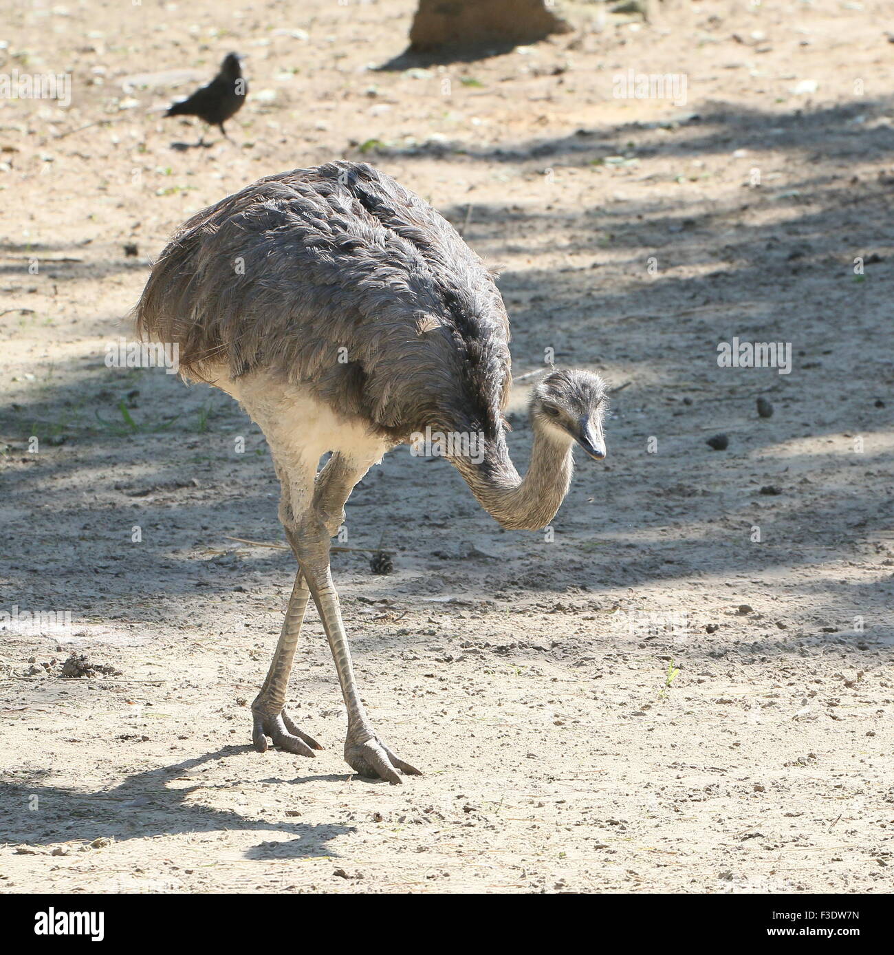 South American Greater Rhea or Ñandú (Rhea americana), a large flightless bird native to the Pampas of Brazil and Argentina Stock Photo