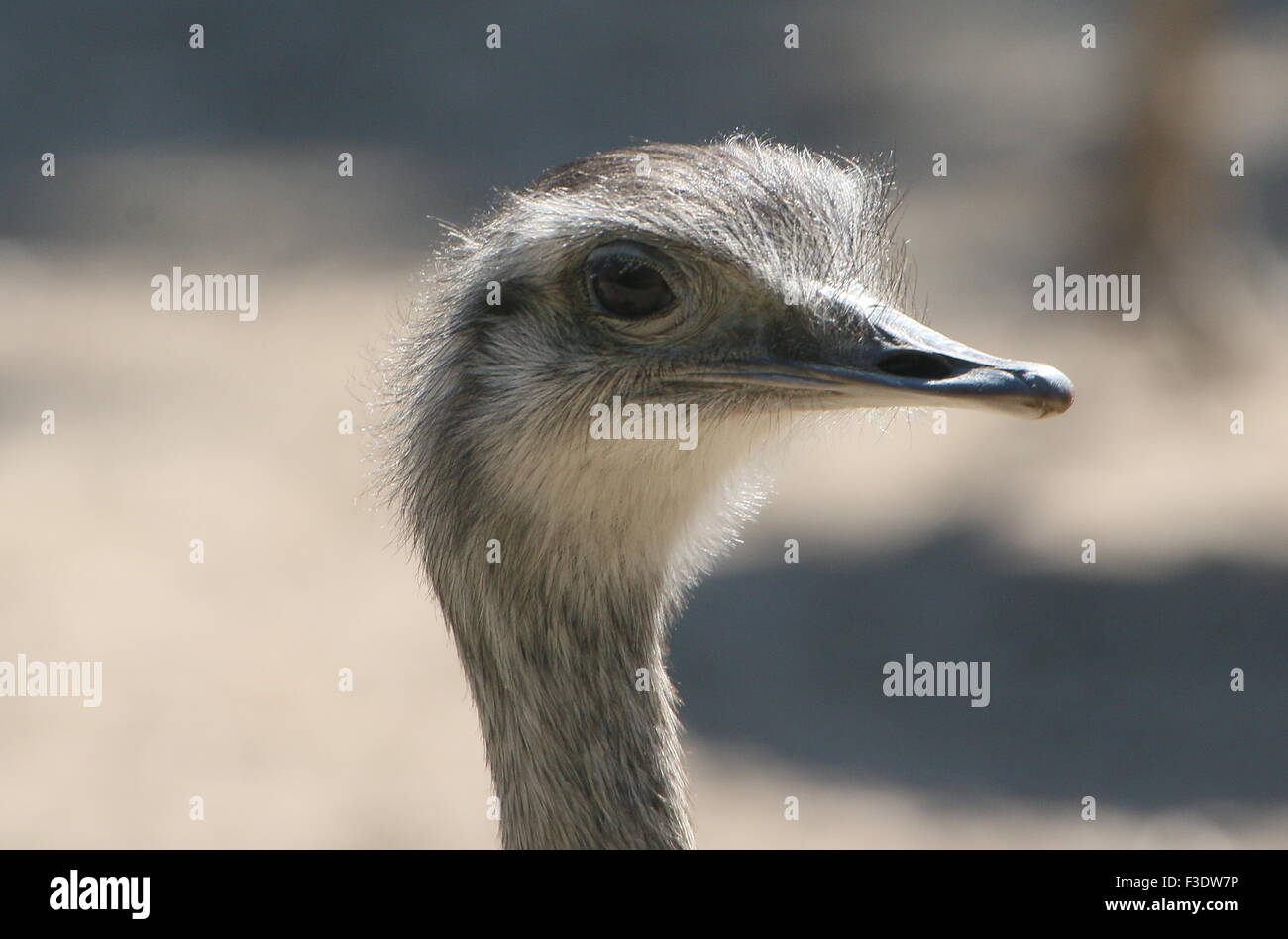 Avestruz americano hi-res stock photography and images - Alamy