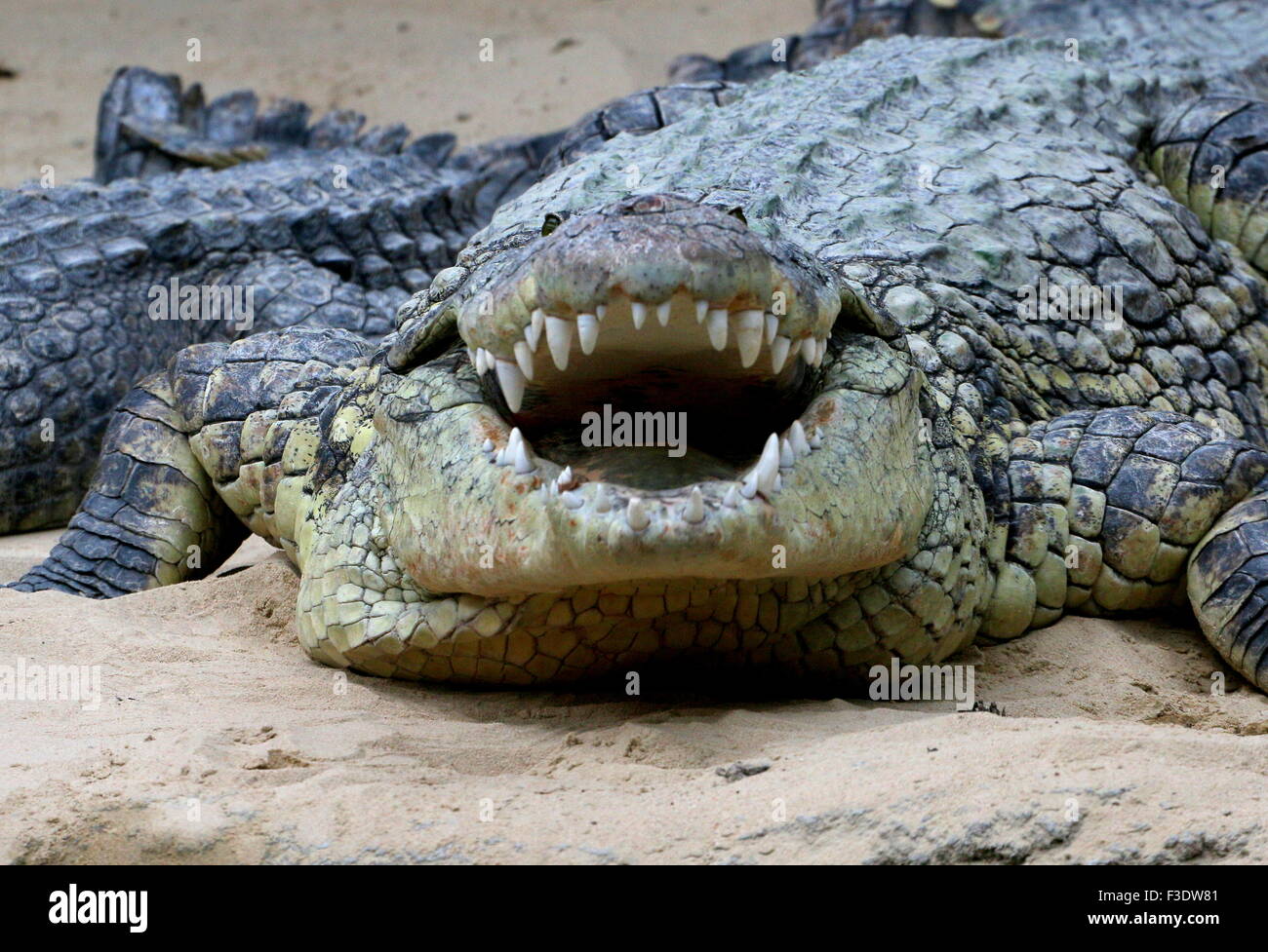 Mature African Nile crocodile (Crocodylus niloticus) basking in the sun, mouth wide open Stock Photo
