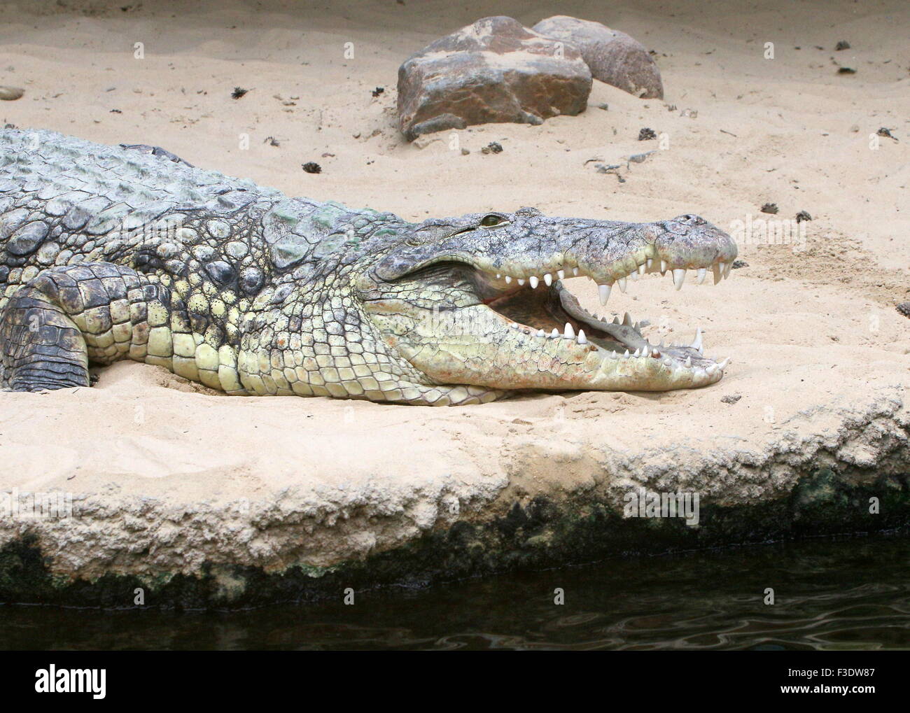 Mature African Nile crocodile (Crocodylus niloticus) basking in the sun Stock Photo