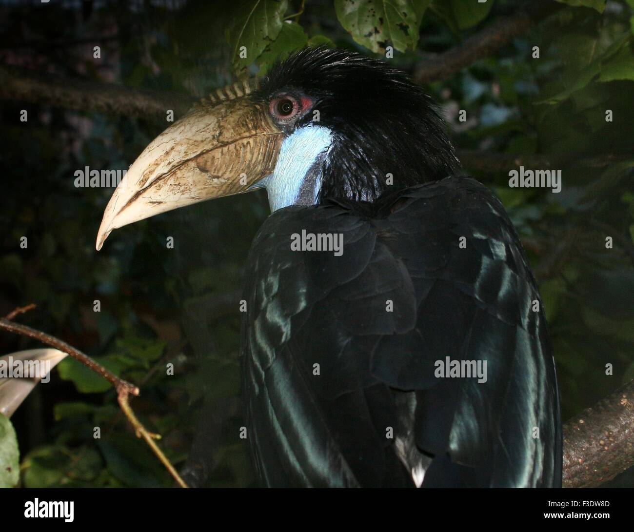 Female Asian Wreathed hornbill or Bar Pouched wreathed hornbil (Rhyticeros undulatus, Aceros undulatus) looking over shoulder Stock Photo