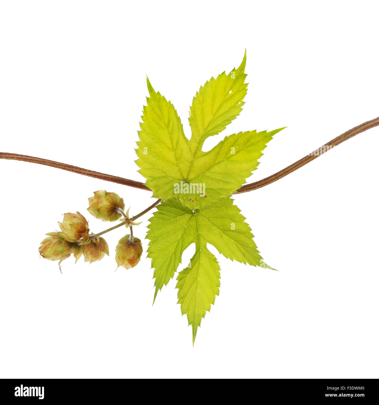 Golden hop, Humulus lupulus Aureus, vine leaves and hops isolated against white Stock Photo