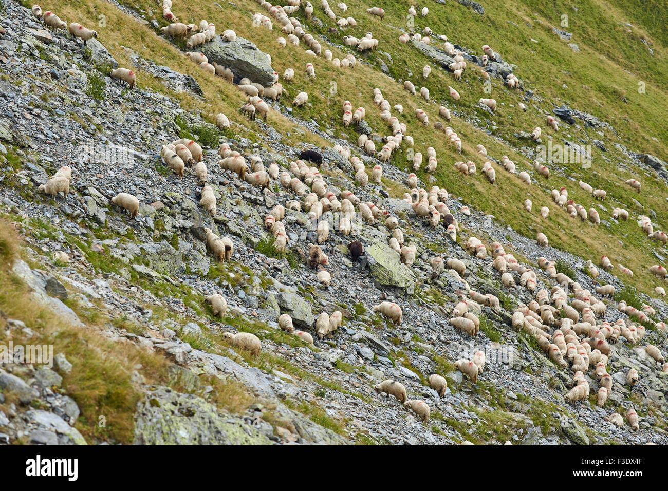 Landscape with a flock of sheep on the mountain Stock Photo - Alamy