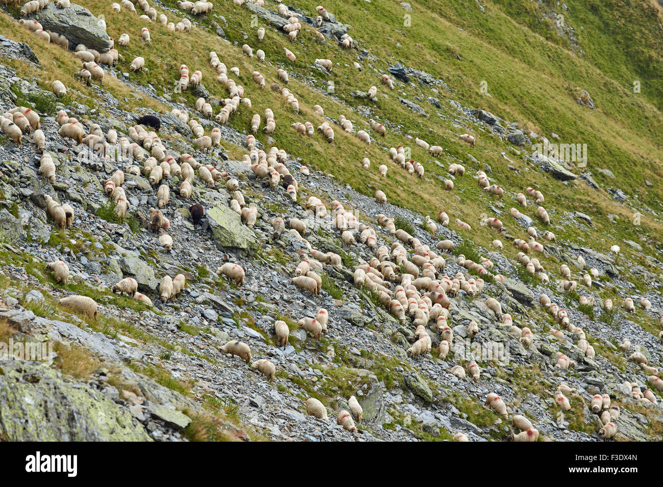Landscape with a flock of sheep on the mountain Stock Photo - Alamy