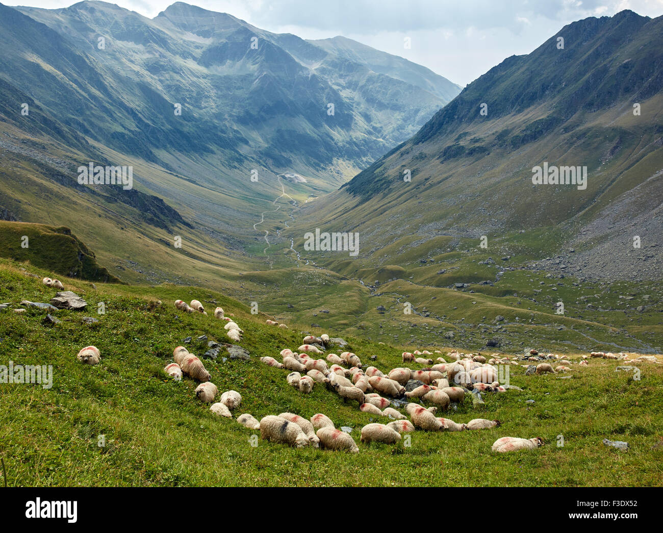 Landscape with a flock of sheep on the mountain Stock Photo - Alamy