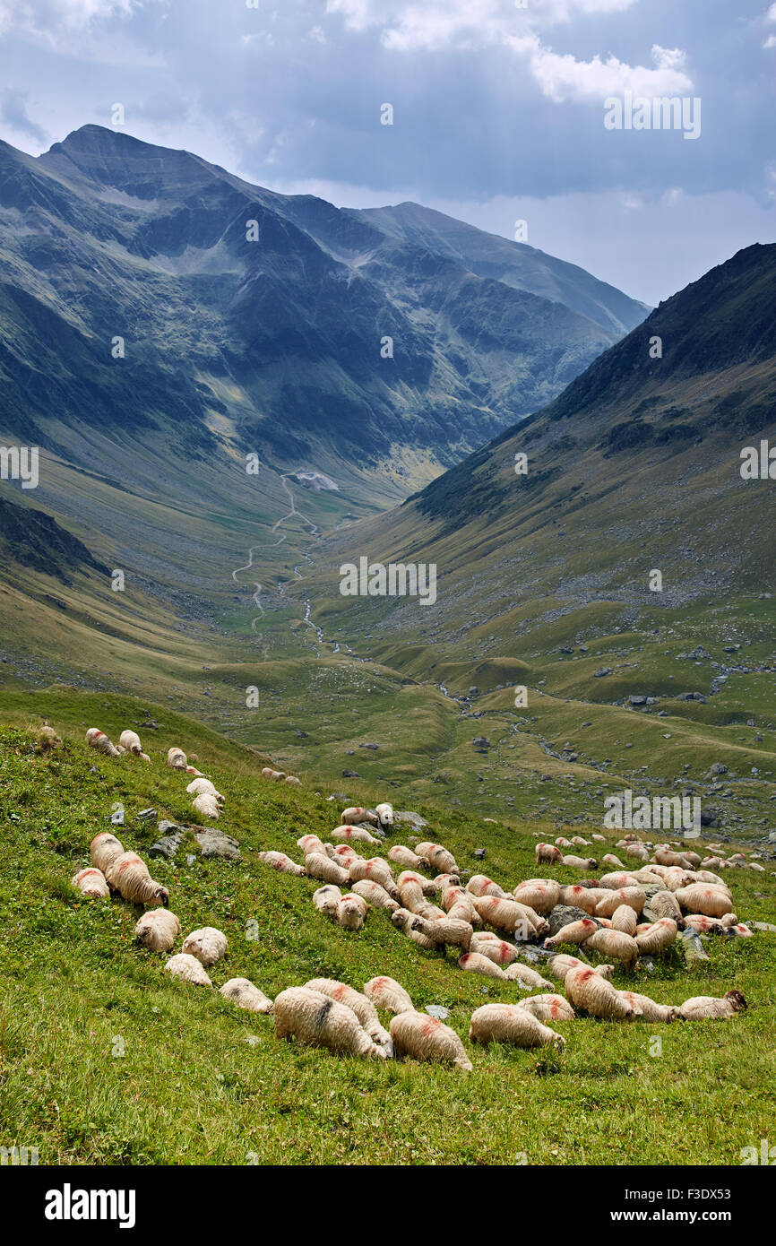 Landscape with a flock of sheep on the mountain Stock Photo - Alamy