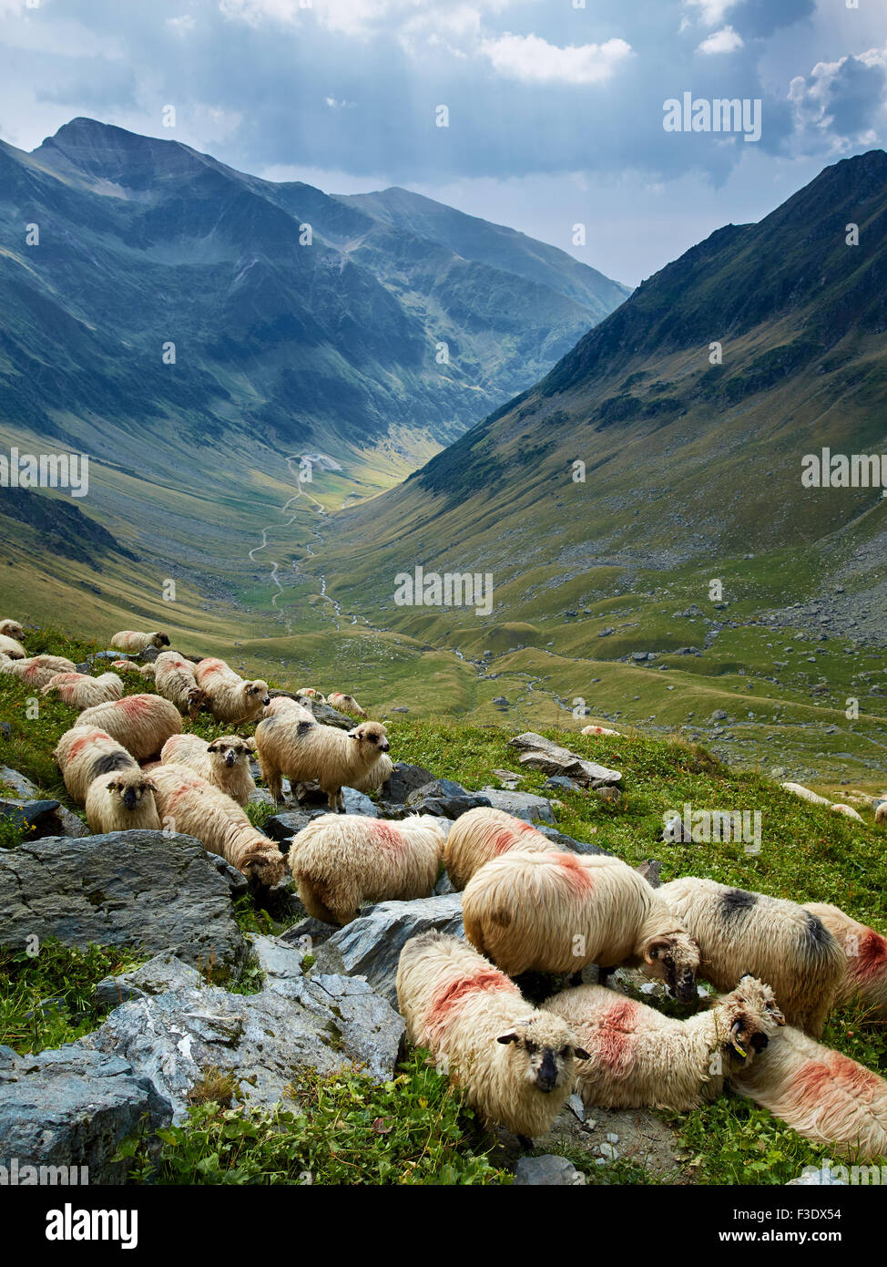 Landscape with a flock of sheep on the mountain Stock Photo - Alamy