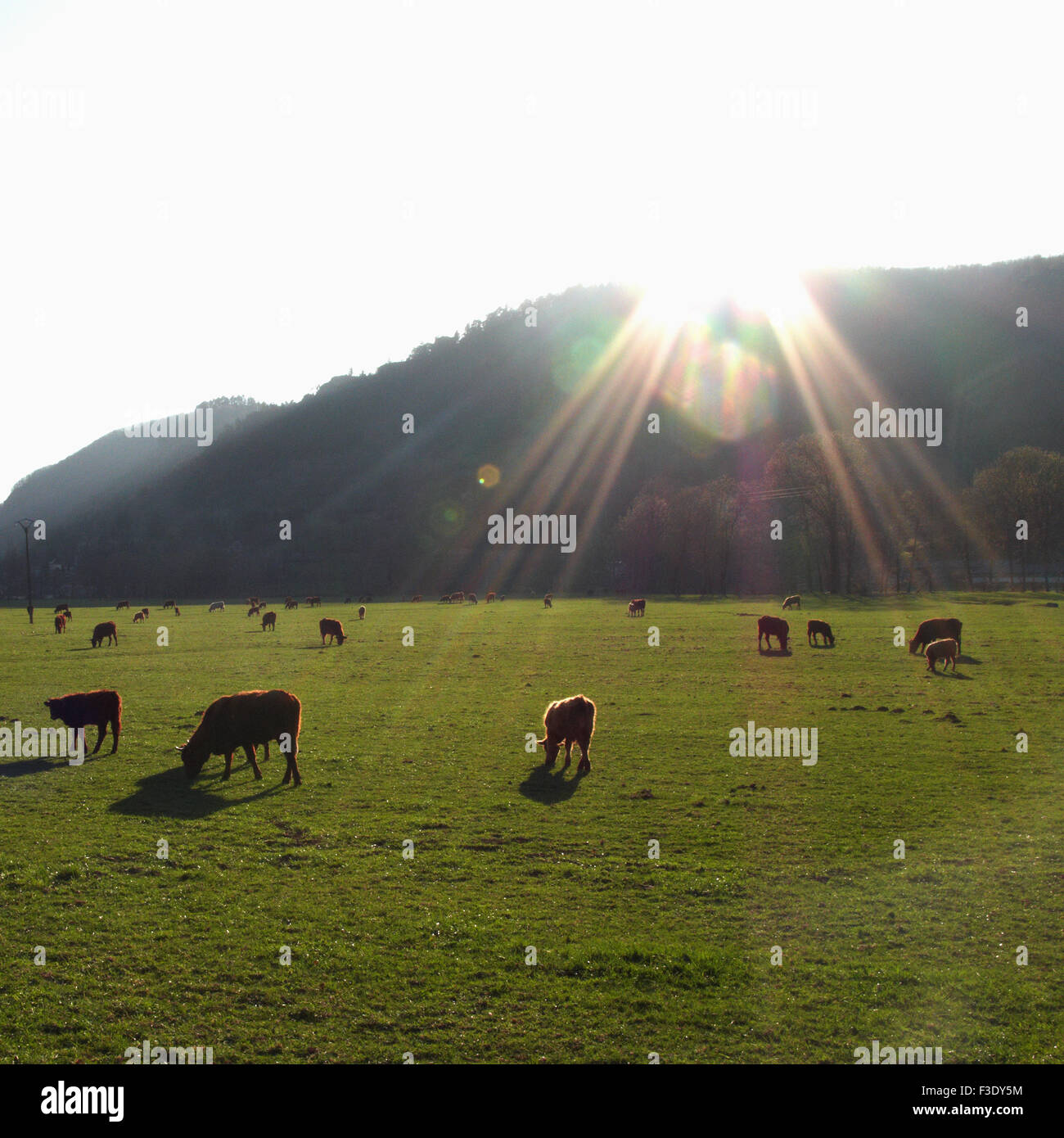 Backlit cattle grazing in hi-res stock photography and images - Alamy
