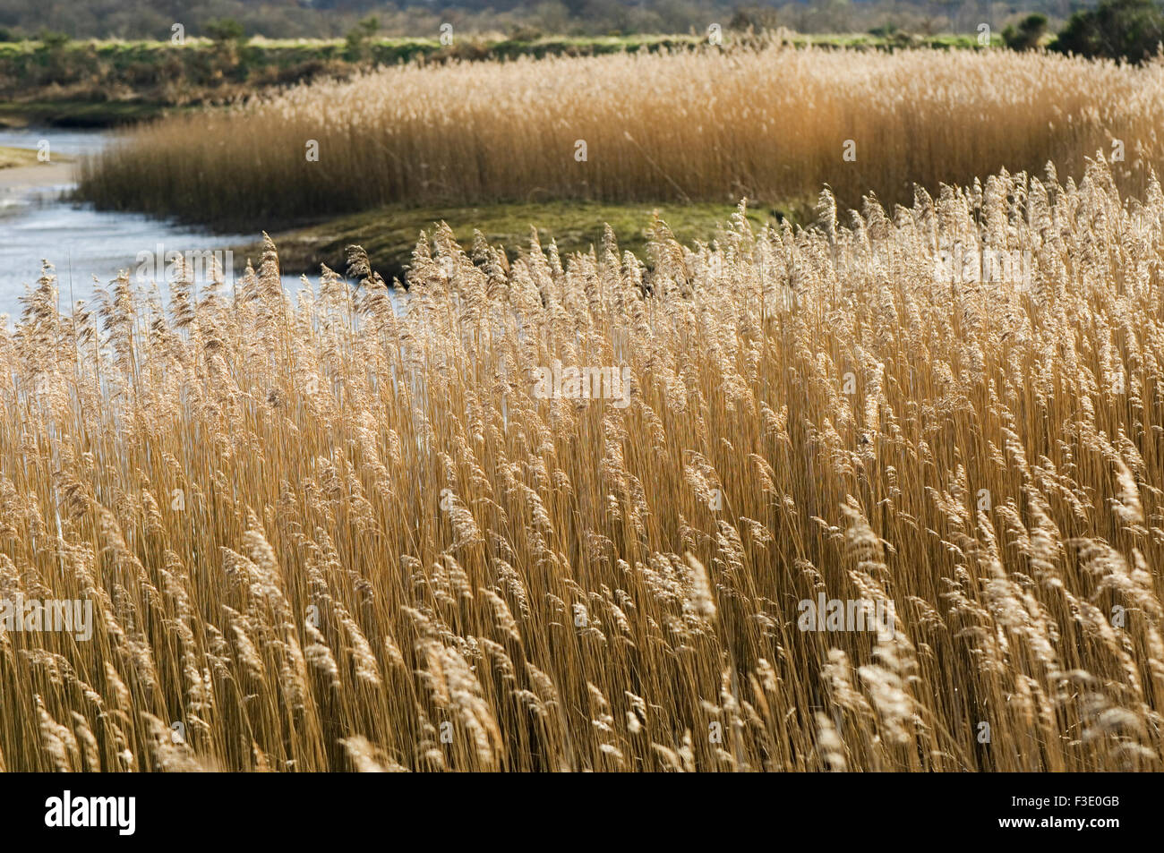 Reedbed at the mouth of the River Conon in bright sunlight, near Dingwall, Ross-shire, Scotland. Stock Photo