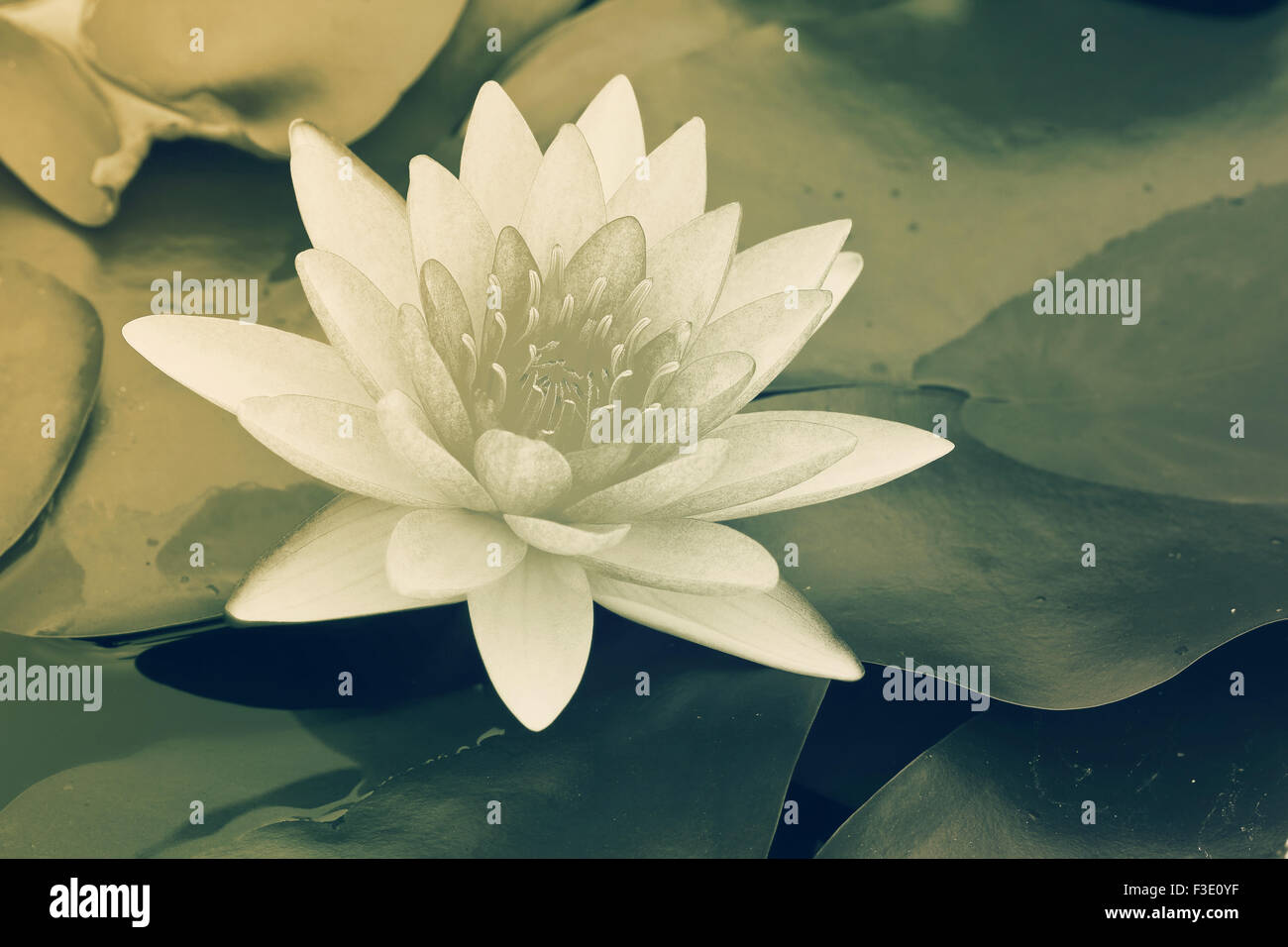 water lily in pond close up Stock Photo - Alamy