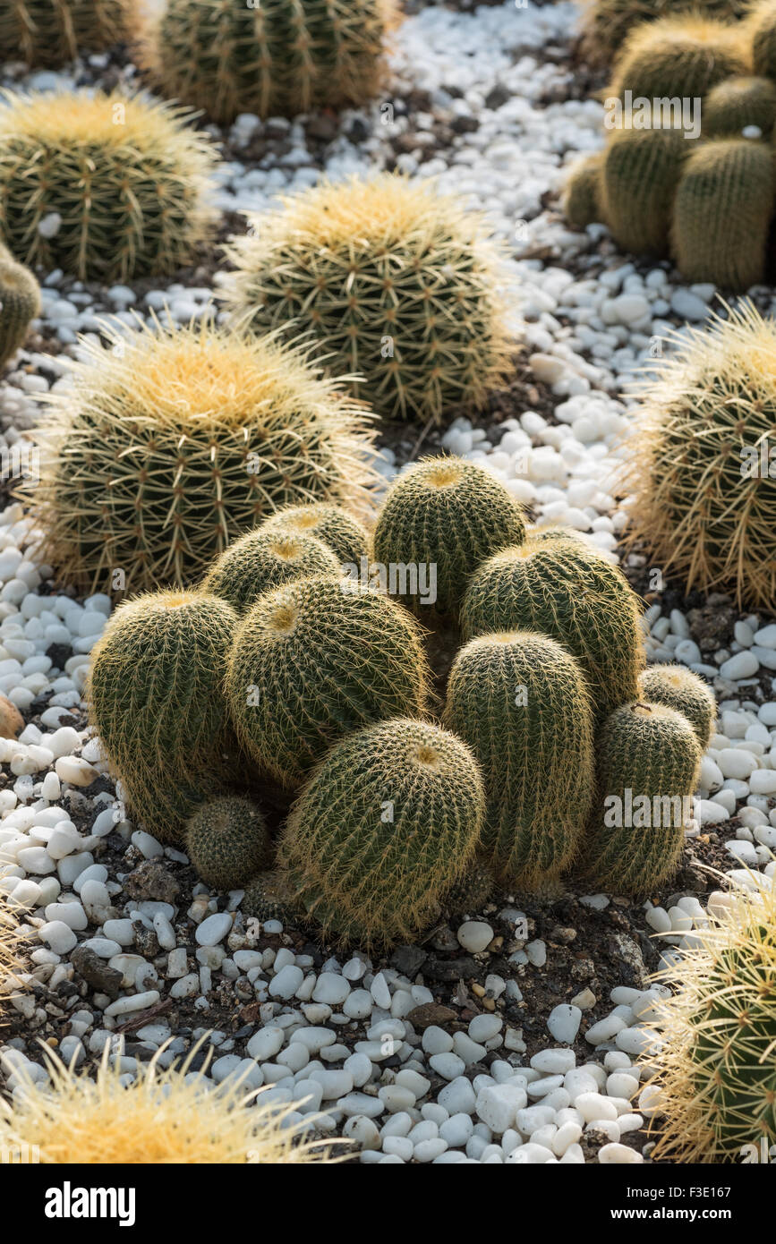 Mulitple cactus with white stones on the ground Stock Photo