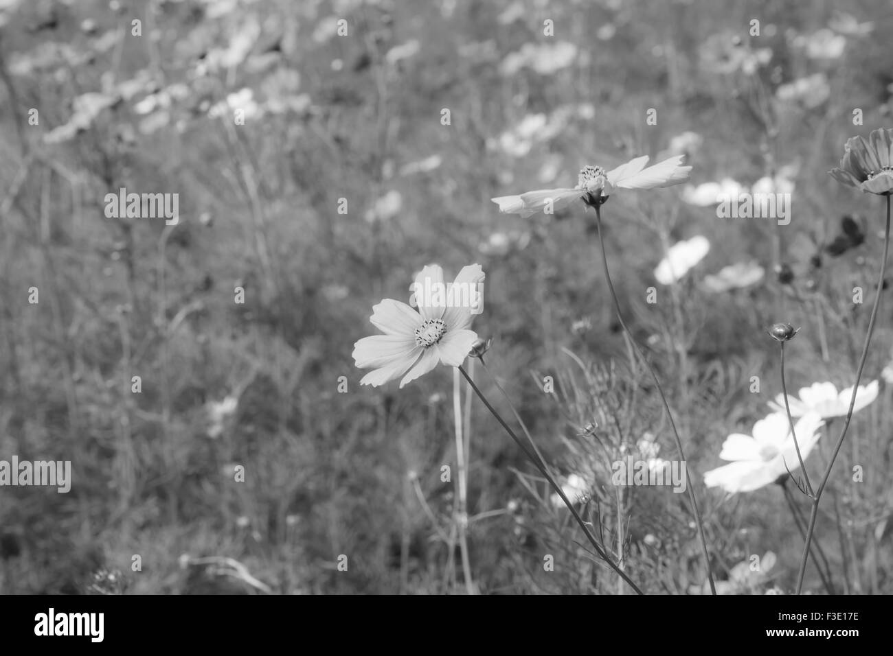 Blooming cosmos flower in Black and White Stock Photos & Images - Alamy
