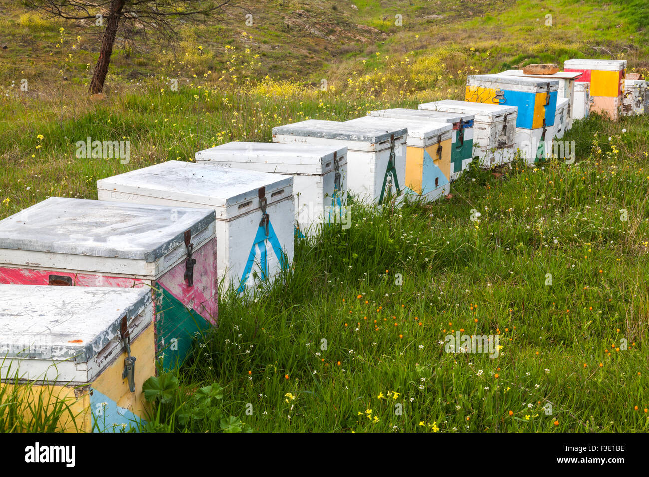 Colorful hives in forest hi-res stock photography and images - Alamy
