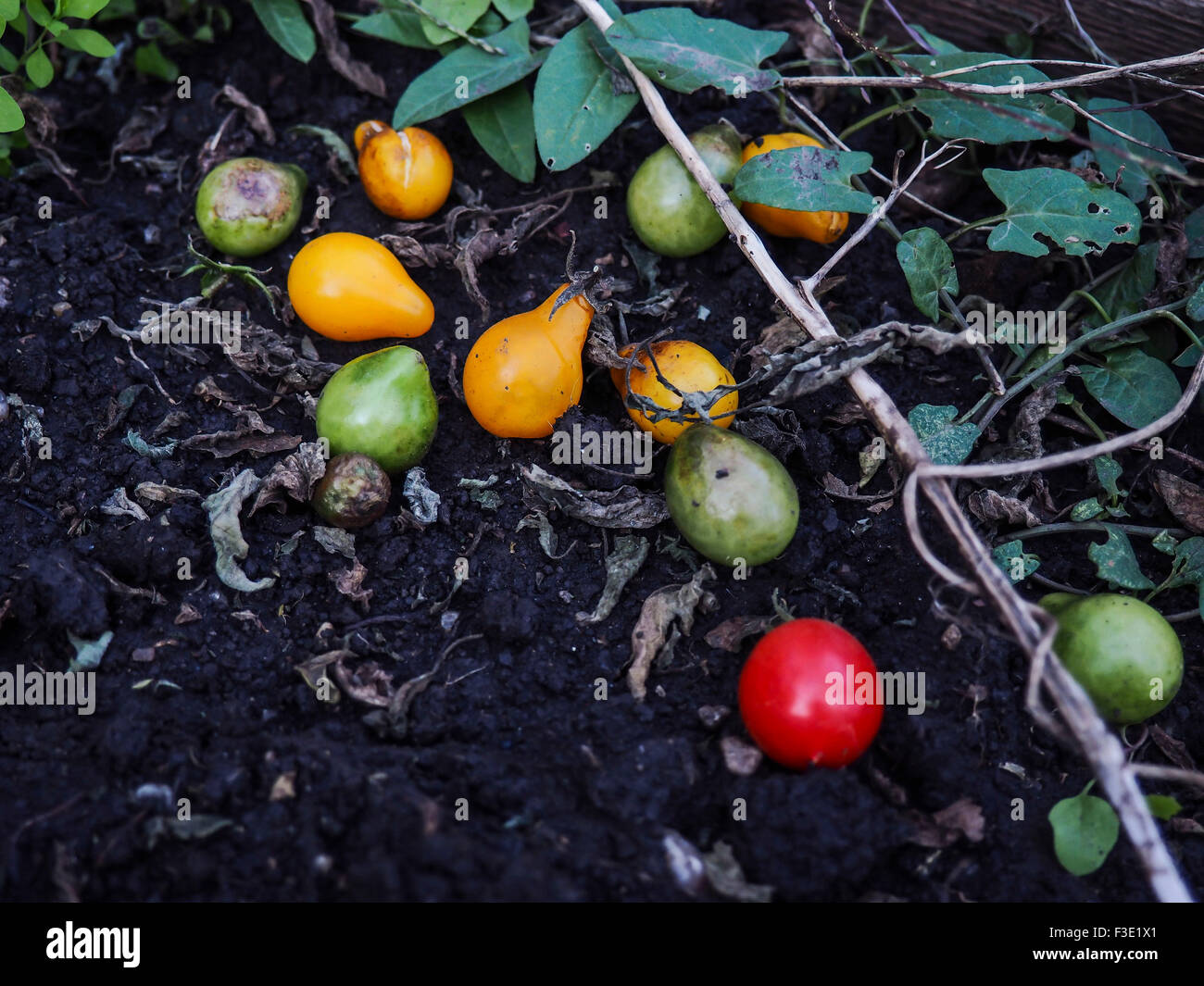 Rotten tomatoes Stock Photo