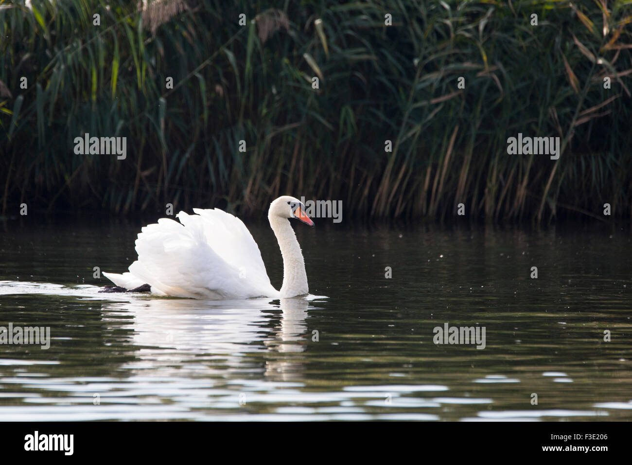 Swan at Dutch National park the 'Biesbosch' in the Netherlands Stock Photo