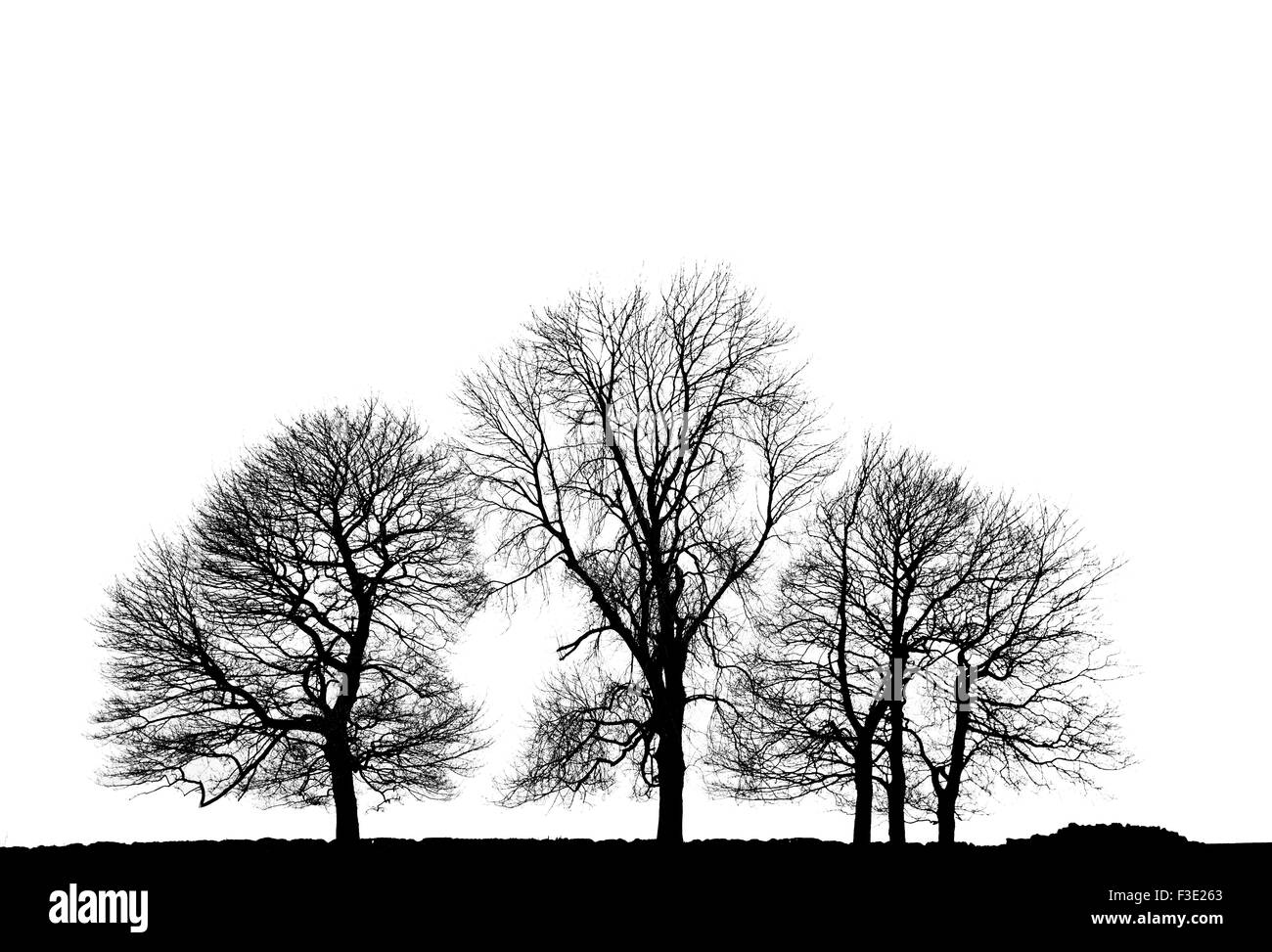 A high Key image of Mid Winter Trees at Middleton Top in Derbyshire Stock Photo