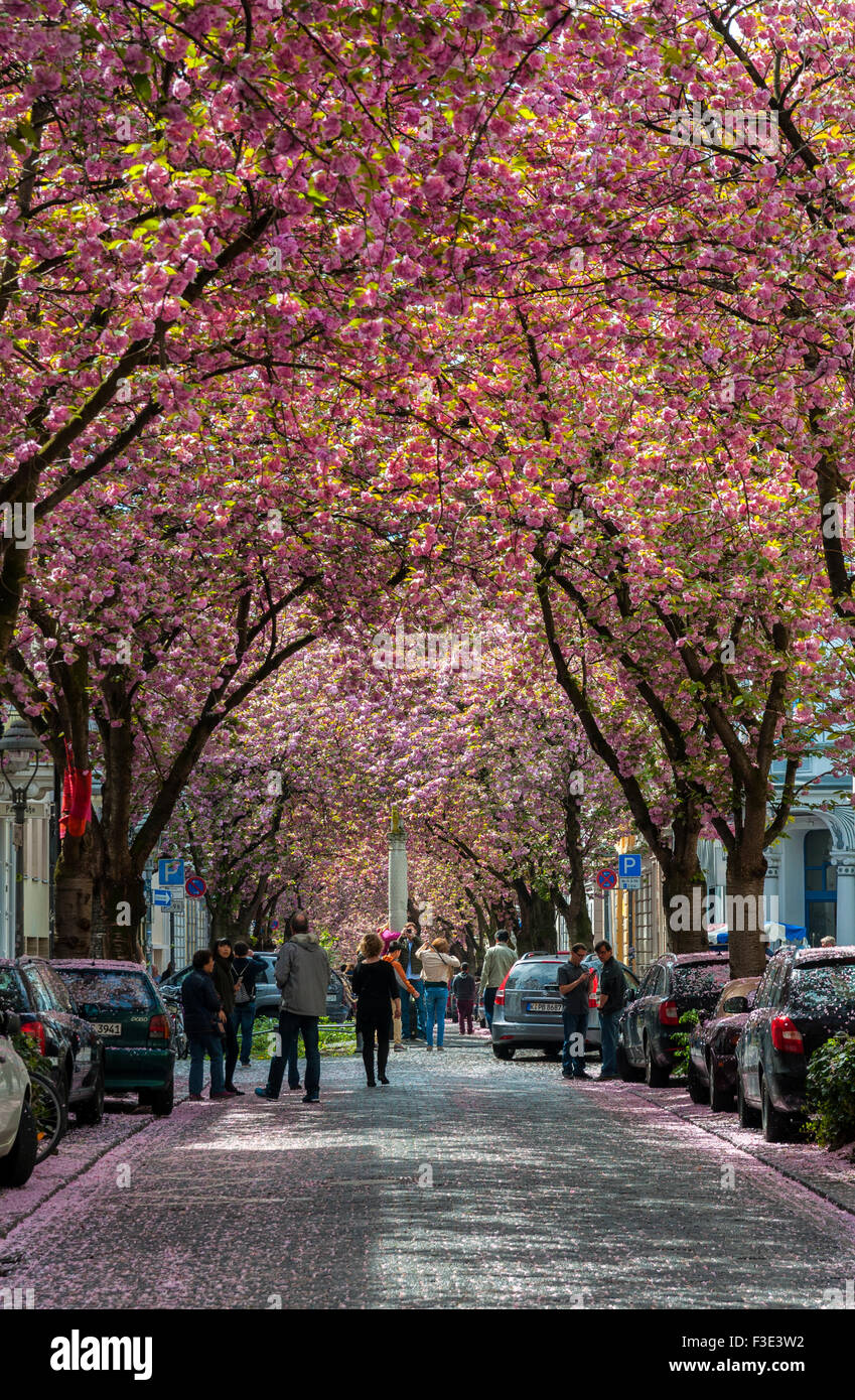 Visitors to Bonn viewing the cherry blossoms in the old town, Germany. Stock Photo